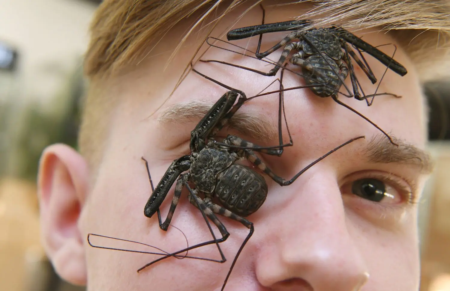 Insektenzüchter Adrian Kozakiewicz ist ein Internet-Star