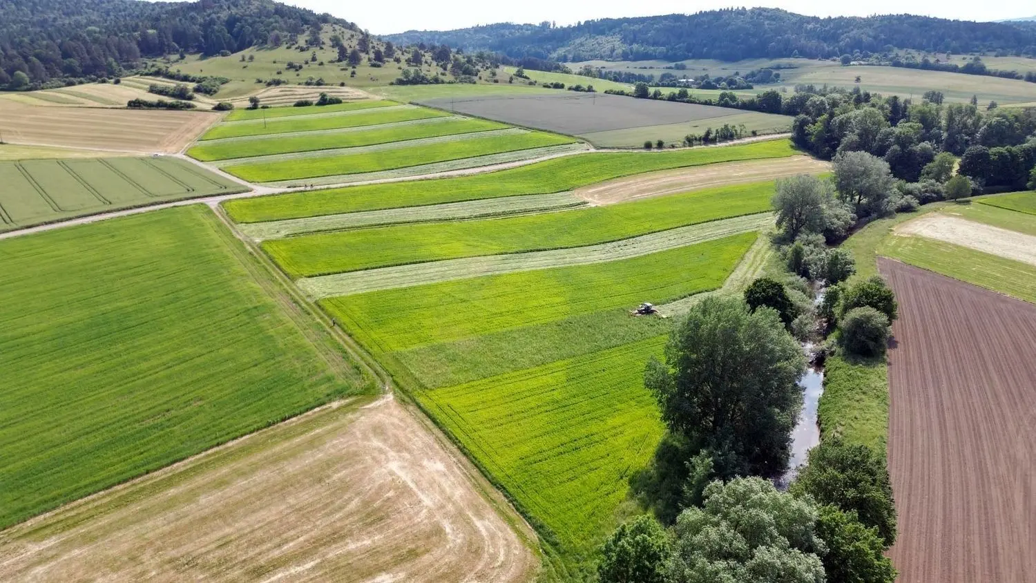 Mahd in Streifenform: Das Prinzip „Wandernde Wiese“ ist in der Draufsicht gut zu erkennen.
