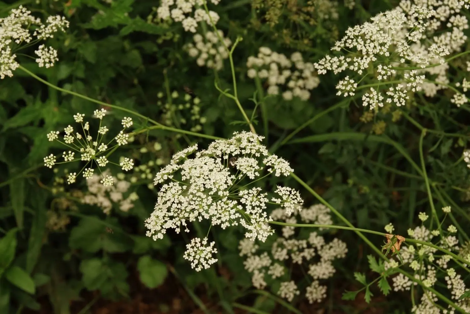 Auf den Blütendolden der Kleinen Bibernelle tummeln sich Insekten. Alles rund um die schönen Doldenblütlern lest ihr hier.