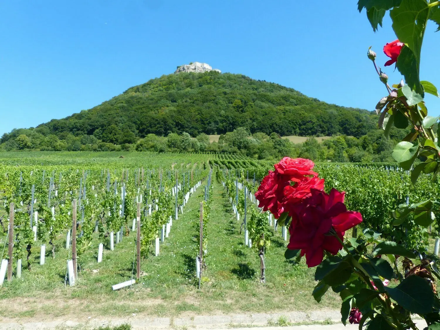 Nicht nur Trauben, sondern auch Rosen bringen Abwechslung ins Grün des Weinbergs, über dem die Burg thront.⇥