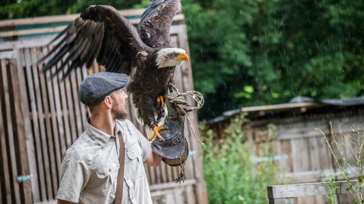 Erik Pelz mit einem Weißkopfseeadler. Bei der Flugschau der Stauferfalknerei am Kloster Lorch kommt man den majestätischen Tieren ganz nah.
Göppingen Schlossplatz Sommerfest im Stauferland
Kloster Lorch Falknerei