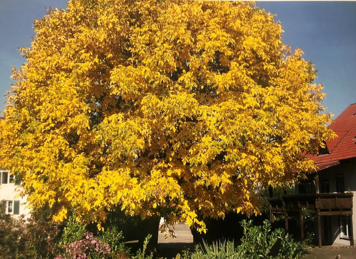 Der Baum war prägend in der Wohnsiedlung.⇥