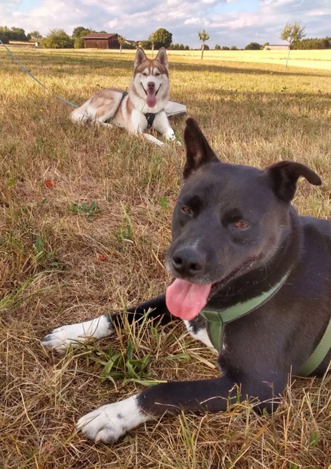 Wieder so ein extremer Hitzesommer! Hundewetter war nicht. Über Wochen hinweg mussten die Vierbeiner mit heraushängender Zunge für Abkühlung sorgen.   ⇥