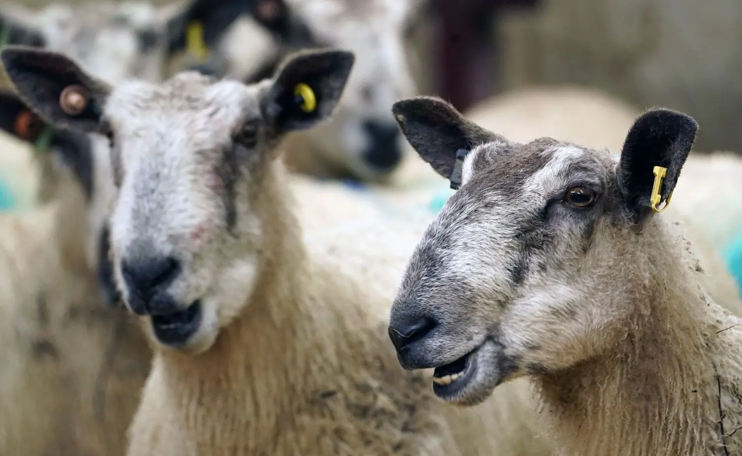 Foto: Owen Humphreys/PA Wire/dpa