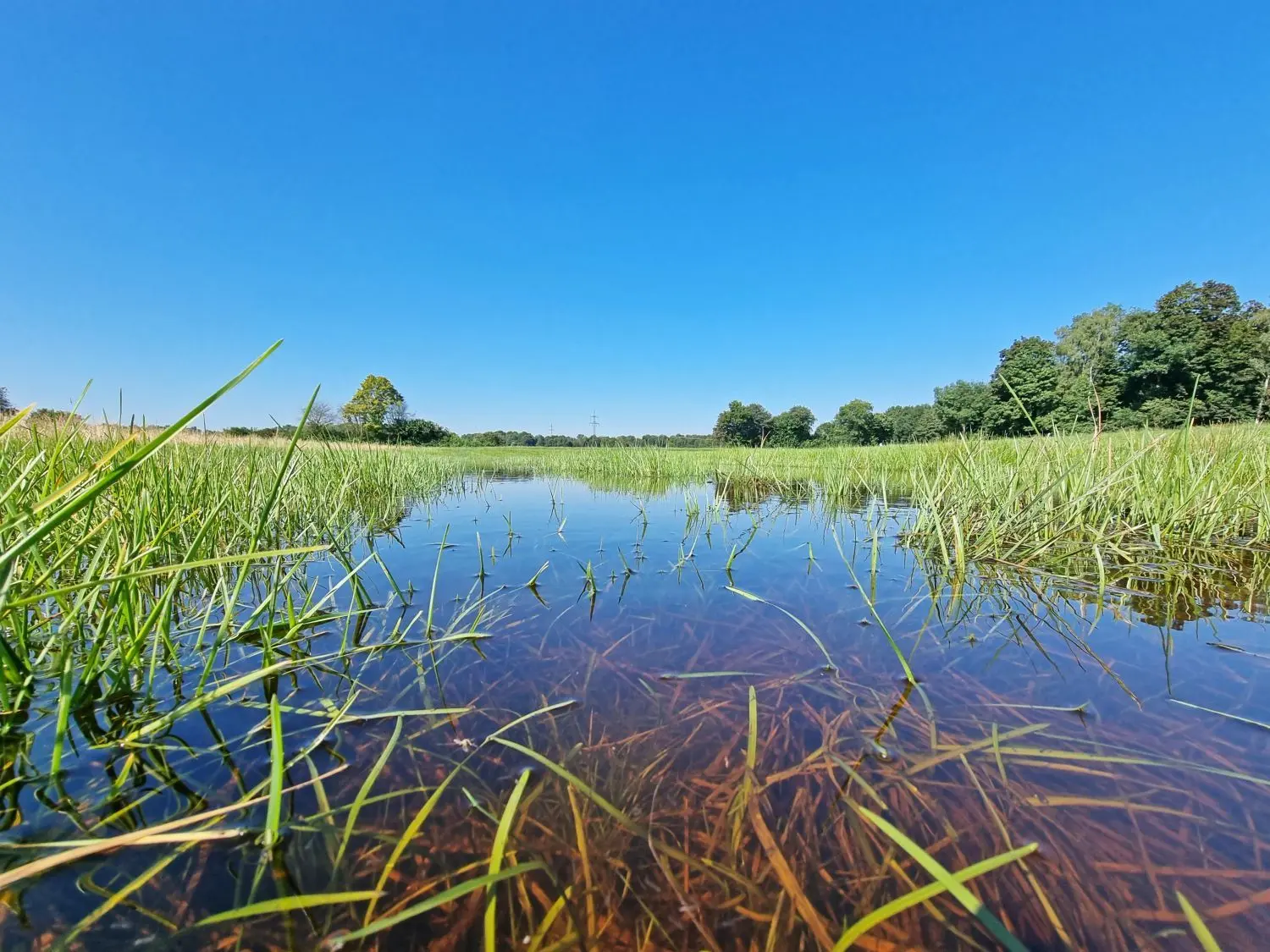 Im Langenauer Ried haben sich wegen der extrem starken Grundwasserneubildung Feuchtflächen und Seen entwickelt.