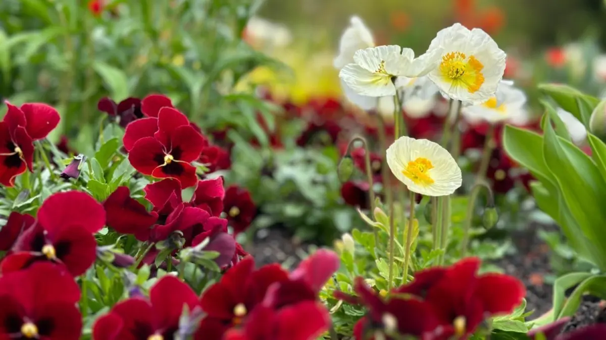 Blumen dürfen auf einer Gartenschau nicht fehlen. Aber eine Blümchenschau sind die Stadtentwicklungsprogramme längst nicht mehr.
Gartenschau Balingen 2023