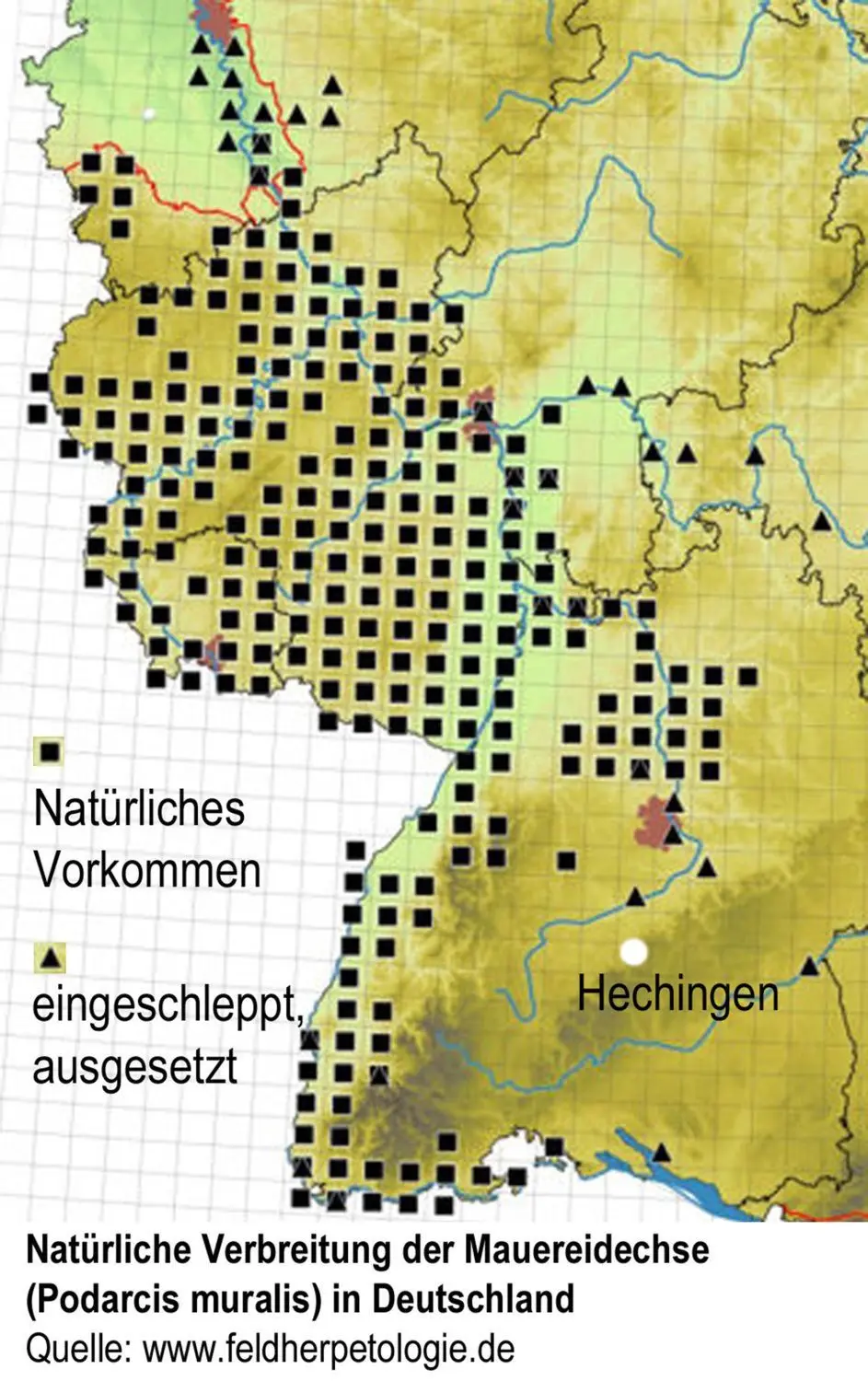 Natürliche Verbreitung der Mauereidechse in Deutschland: Hechingen ist da nicht verzeichnet.⇥