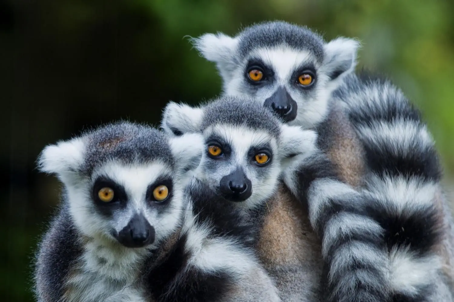 Die Primaten mit den großen Augen sind nur auf der Insel Madagaskar beheimatet:  Lemuren. Von ihnen gibt es etwa 100 Arten.⇥