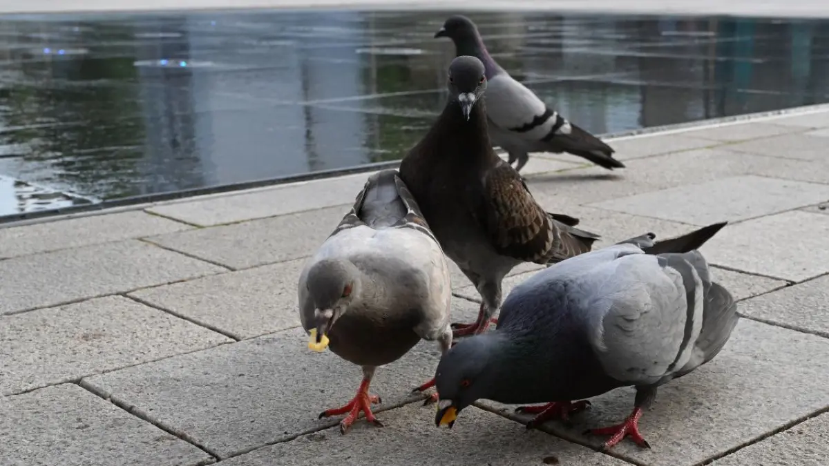 Zu viele oder nicht zu viele? Über die Hechinger Stadttauben gibt es unterschiedliche Auffassungen.
