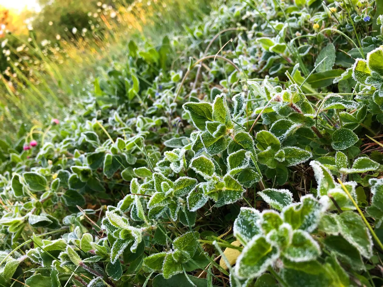 Die warmen Temperaturen haben viele Menschen zur Gartenarbeit veranlasst. Dabei stehen die Eisheiligen mit möglichem Frost erst noch bevor. Foto: Stephan Jansen/dpa