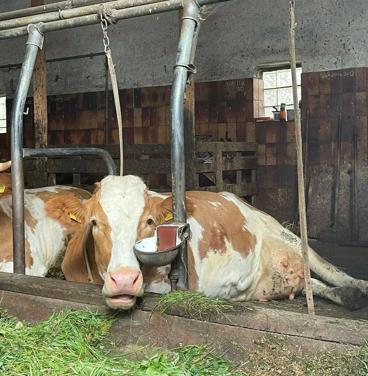 Fotos von Peta zu einem landwirtschaftlichen Betrieb im Landkreis Neu-Ulm: ganzjährige Anbindehaltung beim Rind sei Tierquälerei, sagt die Tierrechtsorganisation.