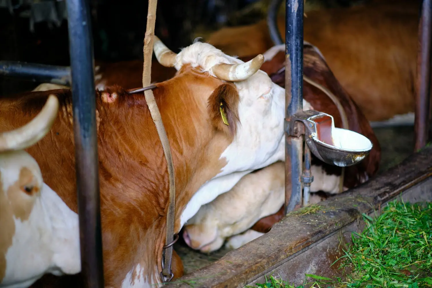 Fotos von Privat / Peta zu einem landwirtschaftlichen Betrieb im Landkreis Neu-Ulm: ganzjährige Anbindehaltung beim Rind sei Tierquälerei, sagt Peta.