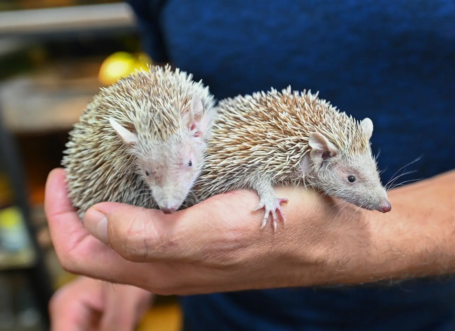 „Die sehen sich voll ähnlich“: Ronald Maxa kennt seine Igeltanreks Sweeny und Todd nicht auseinander. Die Tiere stammen aus Madagaskar.
