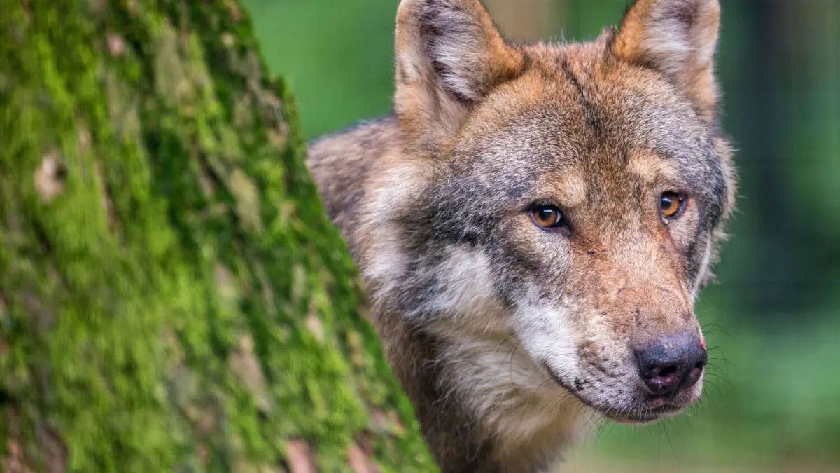 Um den Wolf ranken sich viele Mythen. Immer wieder wird von Sichtungen berichtet.
ARCHIV - 08.08.2018, Bayern, Poing: Ein Wolf schaut in einem Wildpark hinter einem Baum hervor. (zu dpa "Halbes Jahr nach Erleichterung für Wolfsabschuss kein Tier getötet") Foto: Lino Mirgeler/dpa +++ dpa-Bildfunk +++