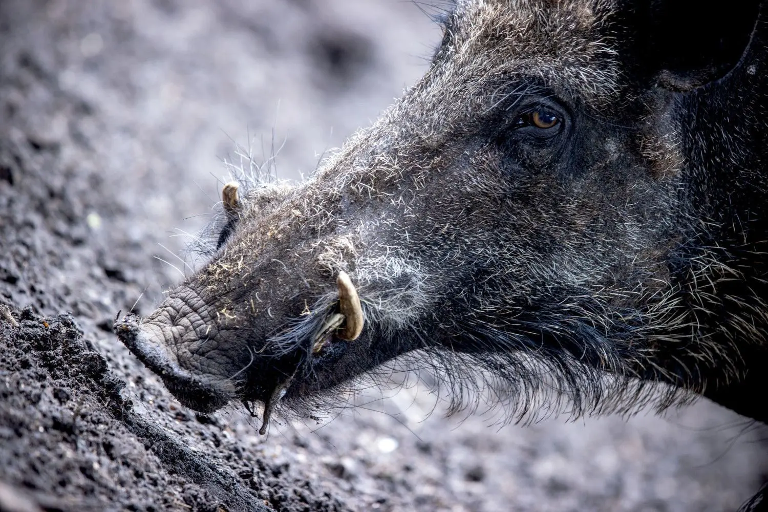 Die Gefahr ist groß, dass die Krankheit von Wild- auf Hausschweine übertragen wird.⇥
