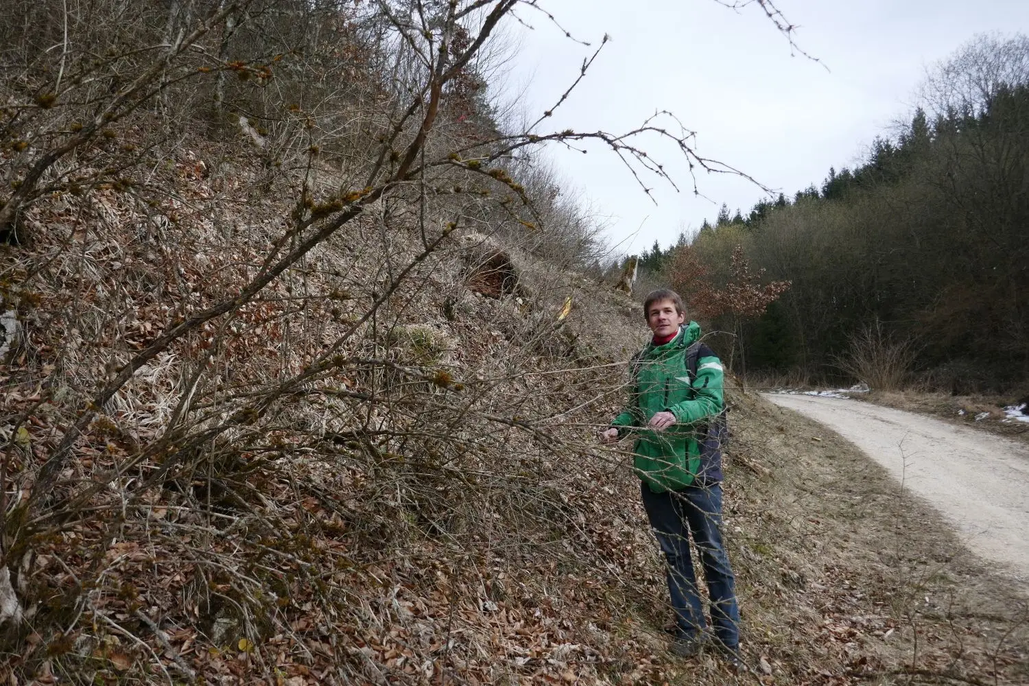 Heiko Hinneberg sucht bei Seißen nach den grünen, pelzigen Raupen, die an der Heckenkirsche überwintert haben.⇥