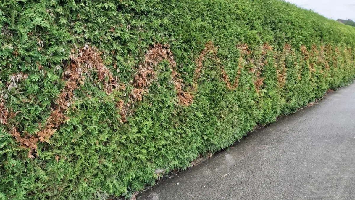 Wer hat diese Thujahecke in Schaffelkingen so „gezeichnet“?
lange hecke
