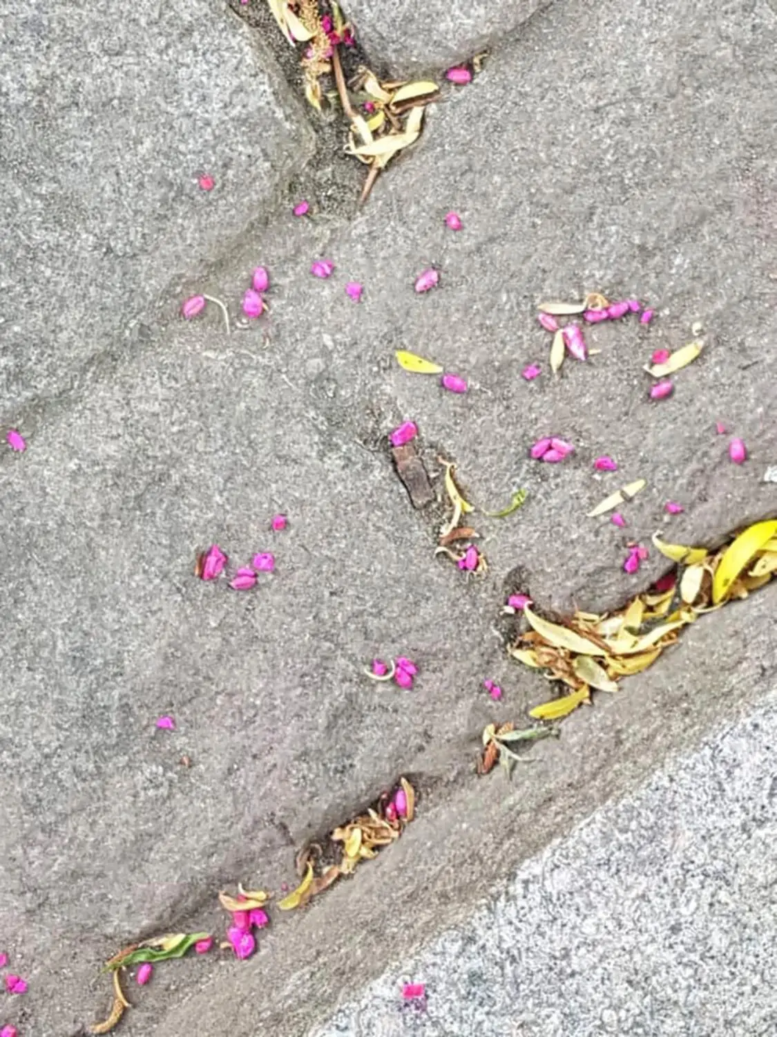 Eine Spaziergängerin hat im Bereich Schillerstraße in Geislingen Rattengift gefunden. Die körnerartige Substanz wurde auch am und im Stadtbach entdeckt. Die Polizei ermittelt.