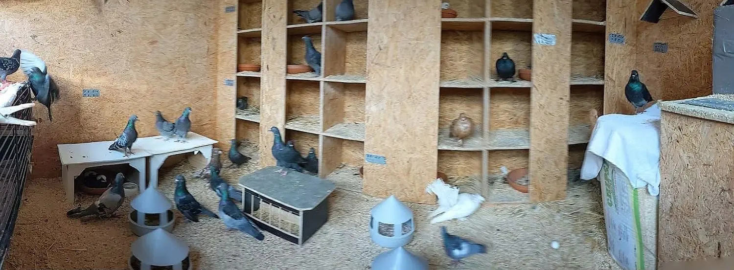 In solchen Taubenschlägen könnten die Vögel kontrolliert gefüttert – und ihre Population wirksam eingedämmt werden.