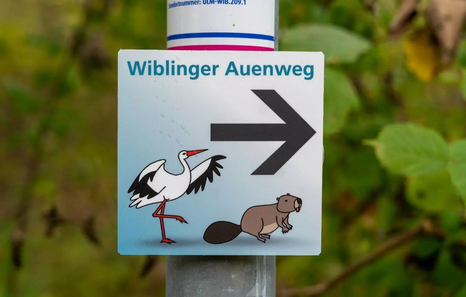 Hier geht‘s lang. Der Wiblinger Biodiversitätspfad ist eröffnet.