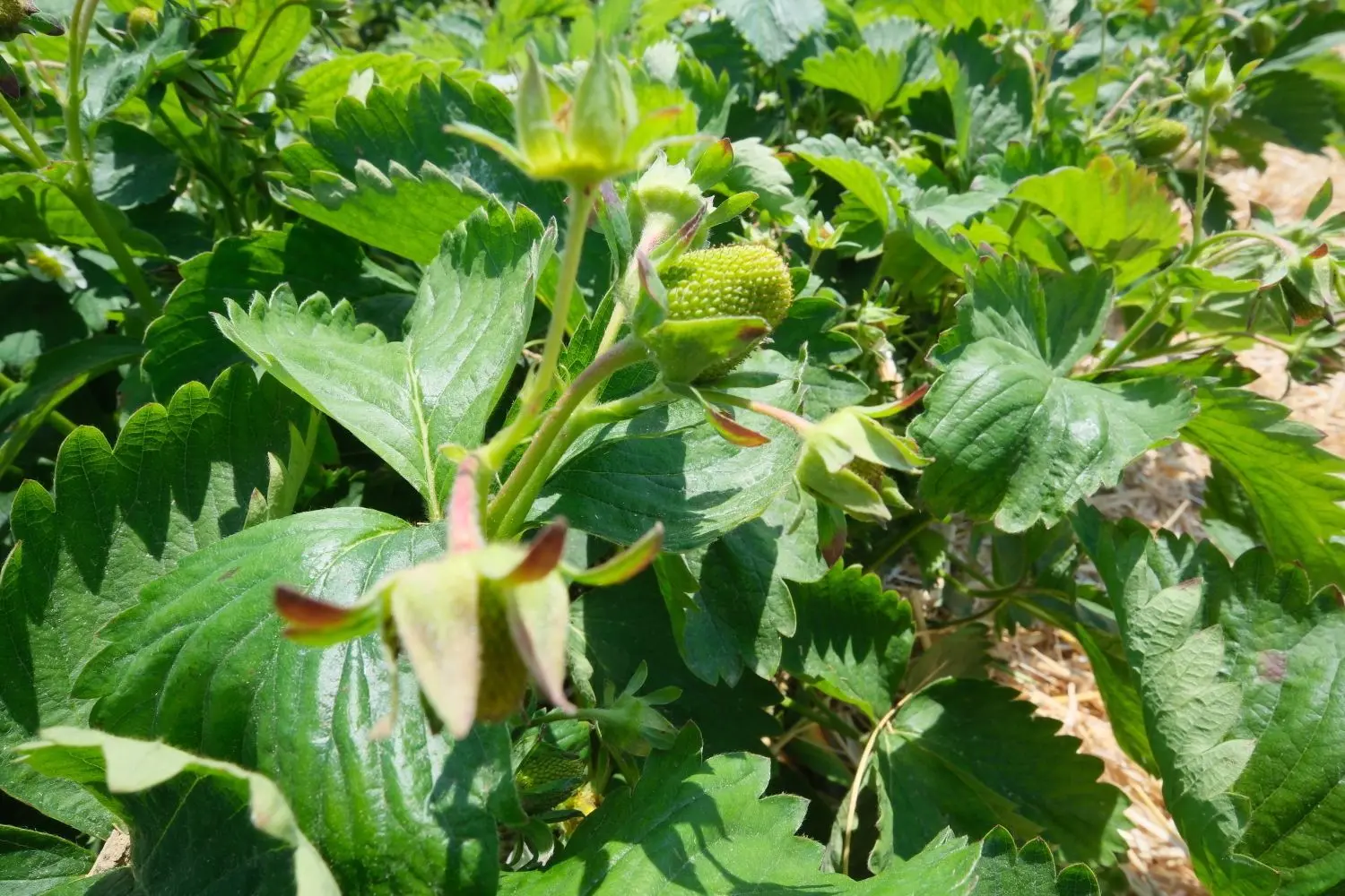 Noch sind die Erdbeeren nicht wirklich zu sehen auf den Feldern um Ostdorf. Doch das soll sich bald ändern.