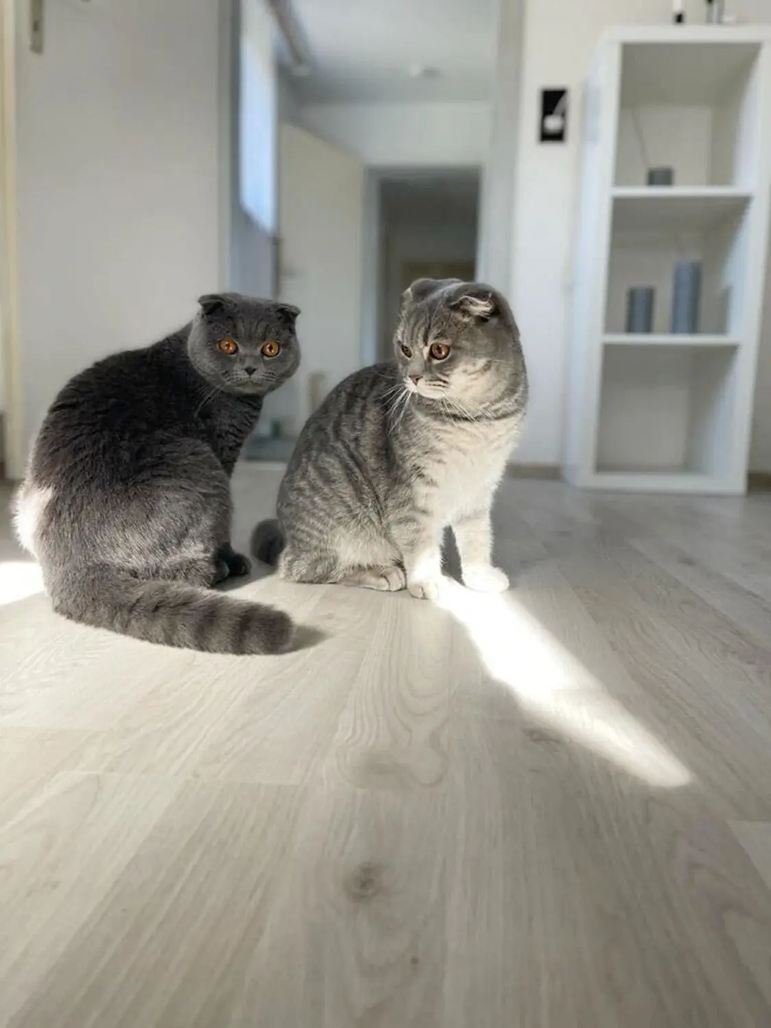 Das war ein Schreck, als sich Kater Bounty (links) hinter einer Küchenzeile verirrt hat. Jetzt ist er dank der Feuerwehr wieder frei.