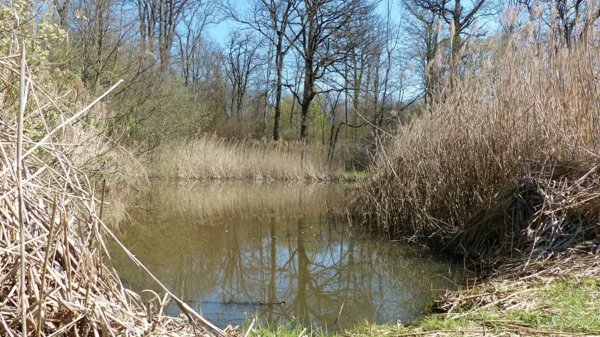 Der Teich am Reichenecker Sträßle ist Tummelplatz für die verschiedensten Tierarten.⇥
Biotop