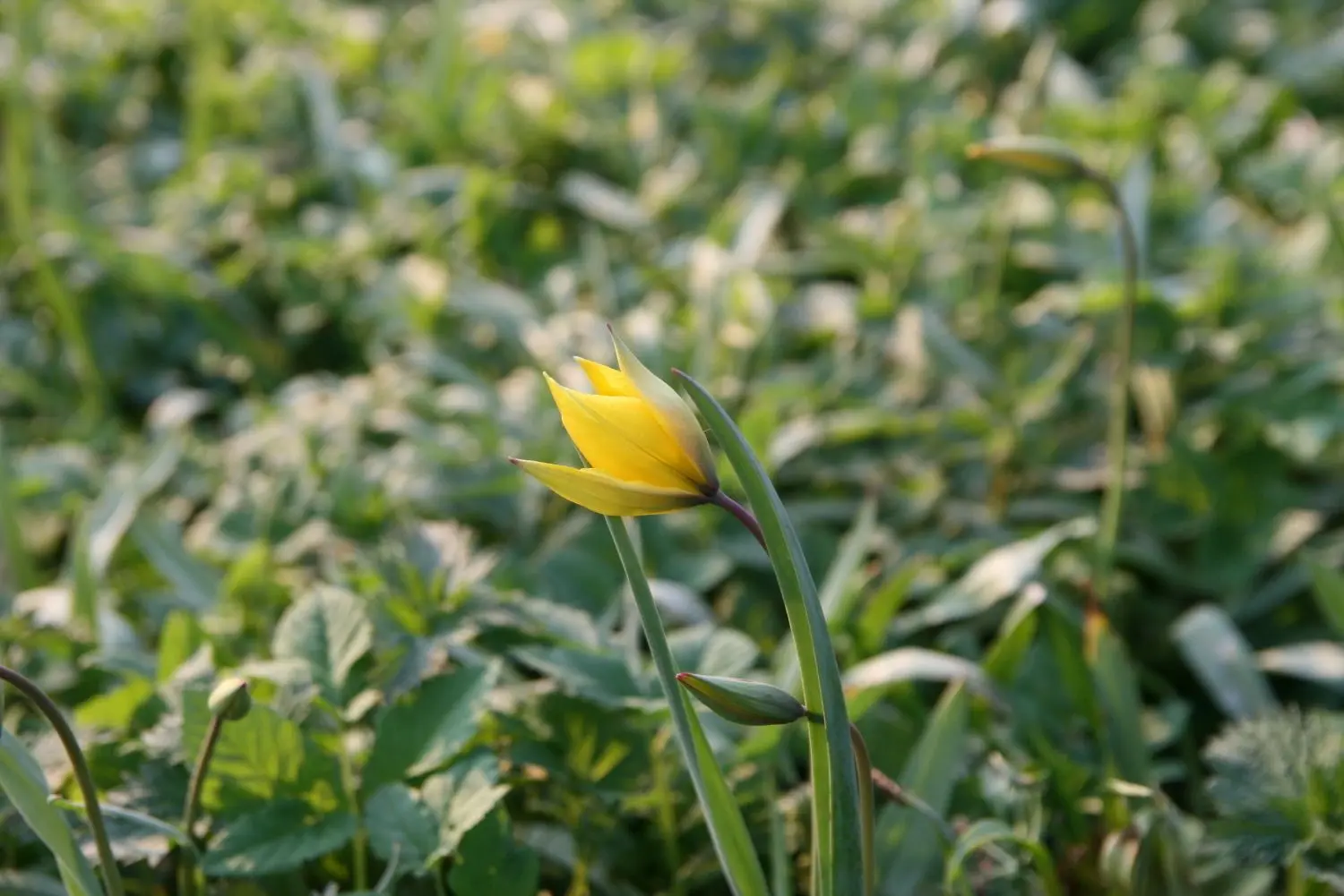 Wildtulpe im Ruhetal – vom April 2020.