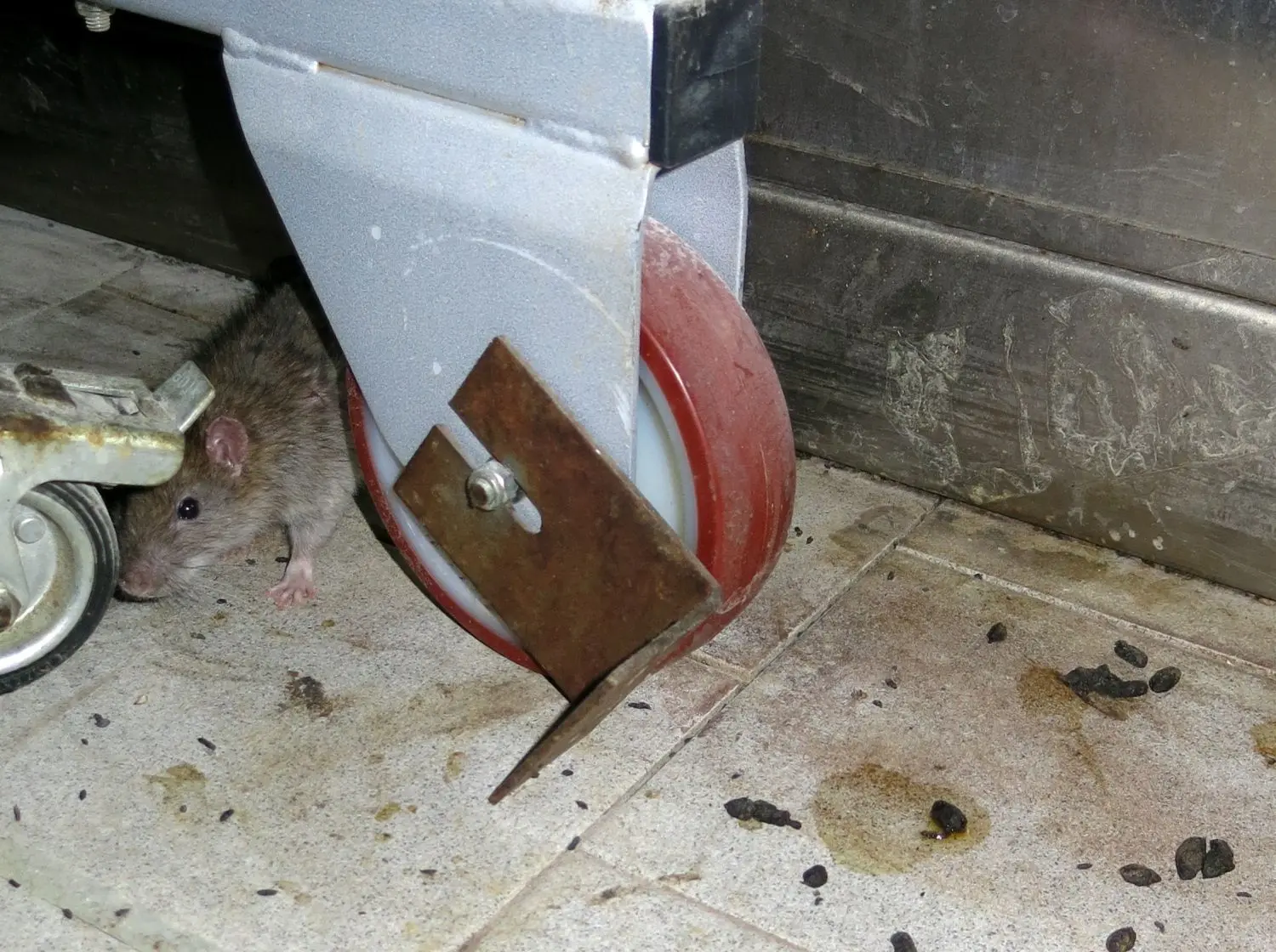 Eklige Zustände: Das Foto haben Kontrolleure nicht in Baden-Württemberg gemacht, sondern vor einigen Jahren in einer hessischen Bäckerei.