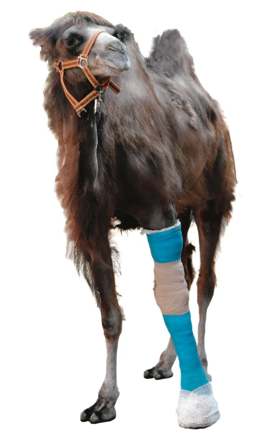 Kamelstute Leila mit einem Gips.⇥