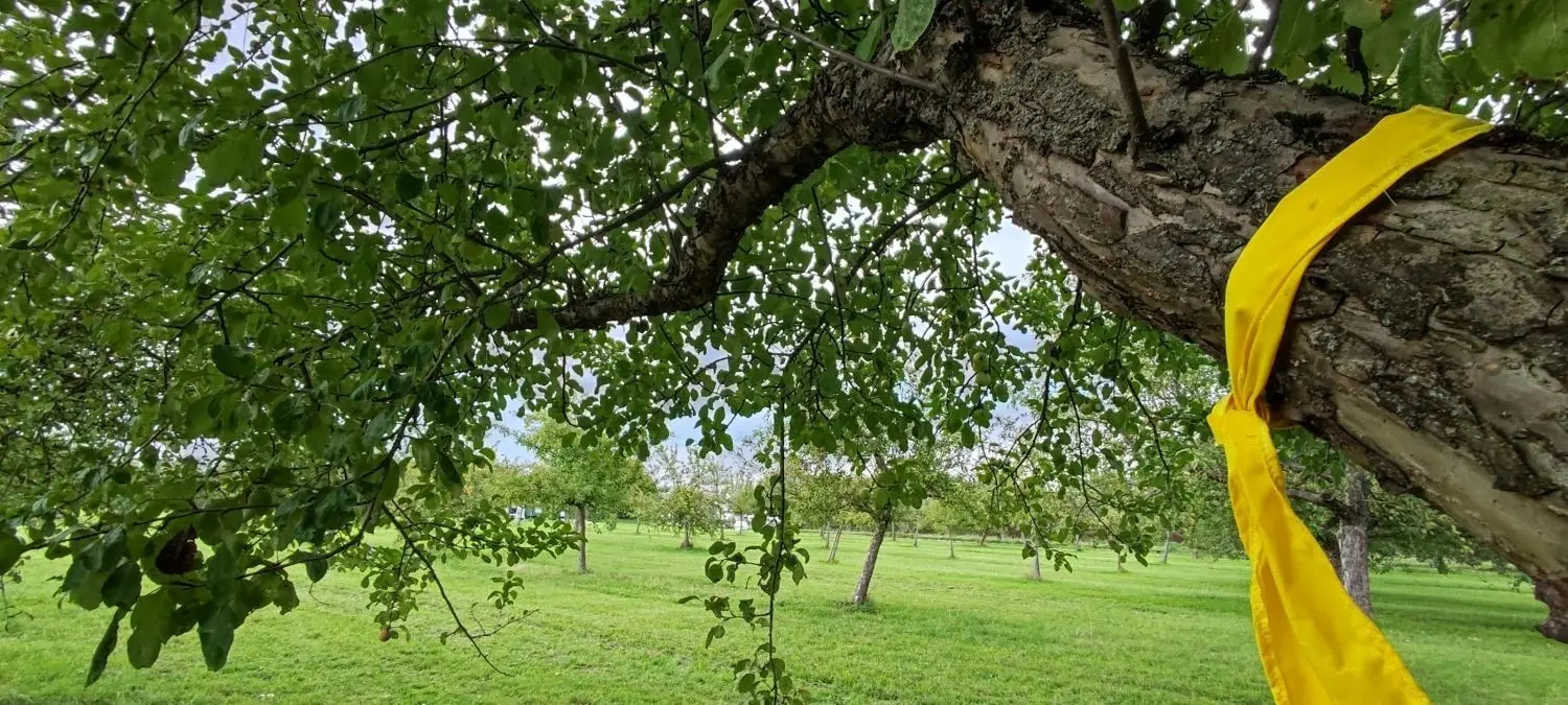 Wo ein gelbes Band flattert, da darf geerntet werden. In Vöhringen ist eine große Streuobstwiese frei gegeben. ⇥Foto: