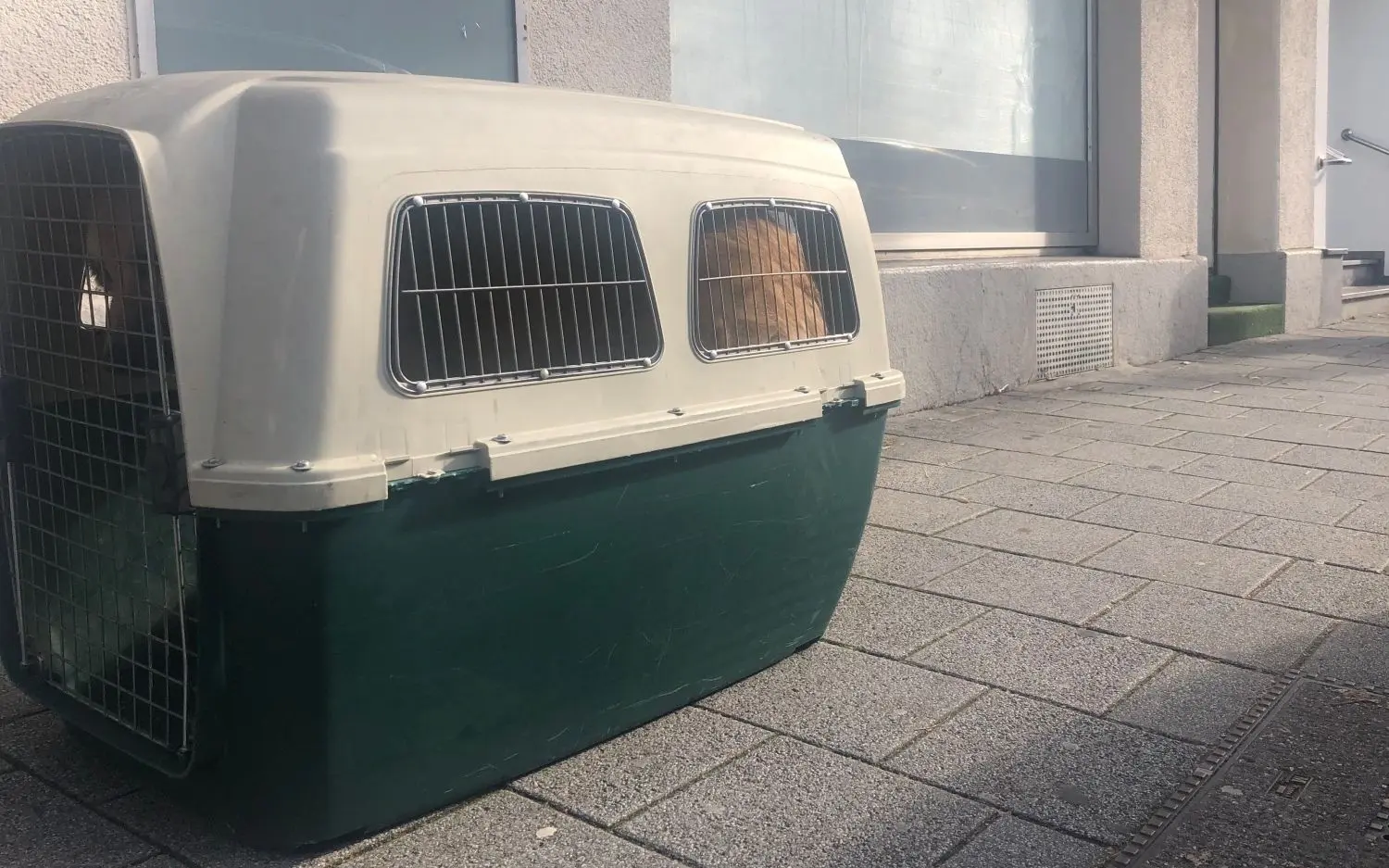 Nach dem Sturz aus rund sieben Metern Höhe ist der Hund in einer Transportbox bereit für den Weg zum Arzt.