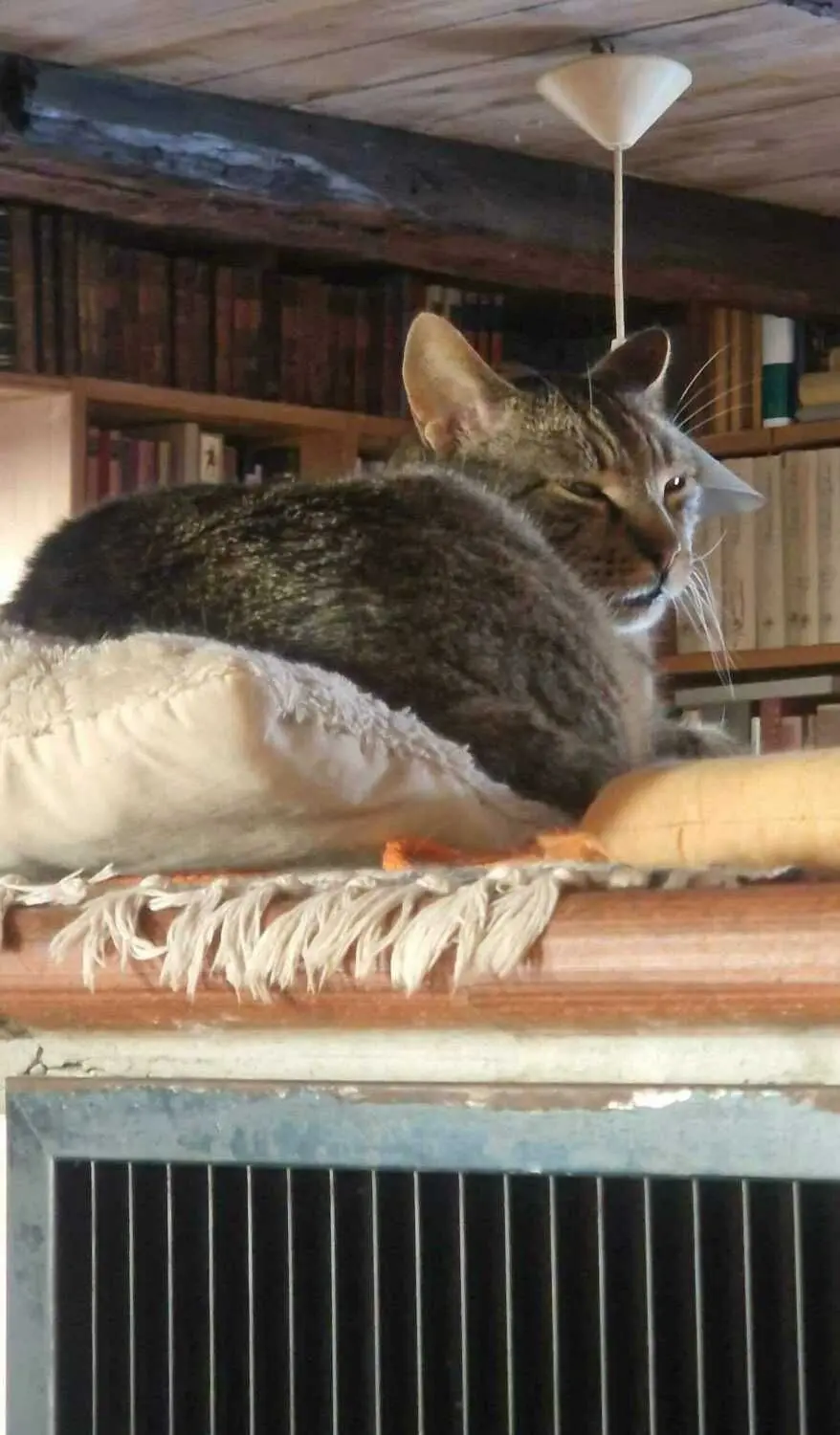 Dieser Kater lebt im Gnadenhof des Vereins „Tiere sind Freunde“ in Pfaffenhofen und ist auch schon fast ein Senior.
