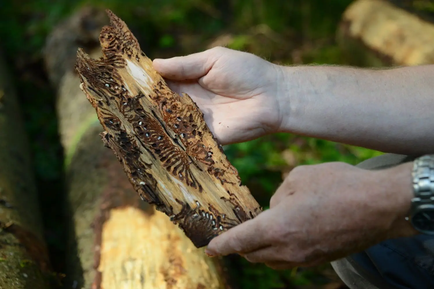 Ein befallener Baum. Deutlich erkennbar sind die charakteristischen Spuren und Larven der Borkenkäfer in der Rinde.