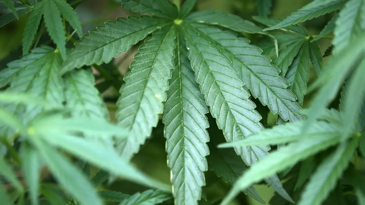 Bei der Sicherung von Einbruchsspuren stieß die Polizei auf eine kleine Plantage mit Canabis-Pflanzen.
ARCHIV - 15.07.2014, Köln: Hanf-Pflanzen (Cannabis) wachsen in einem Garten. Als erstes Land in Europa will das Großherzogtum Luxemburg Cannabis legalisieren (zu dpa "Luxemburg sieht bei Cannabis-Legalisierung keinen Zeitdruck") Foto: Oliver Berg/dpa +++ dpa-Bildfunk +++