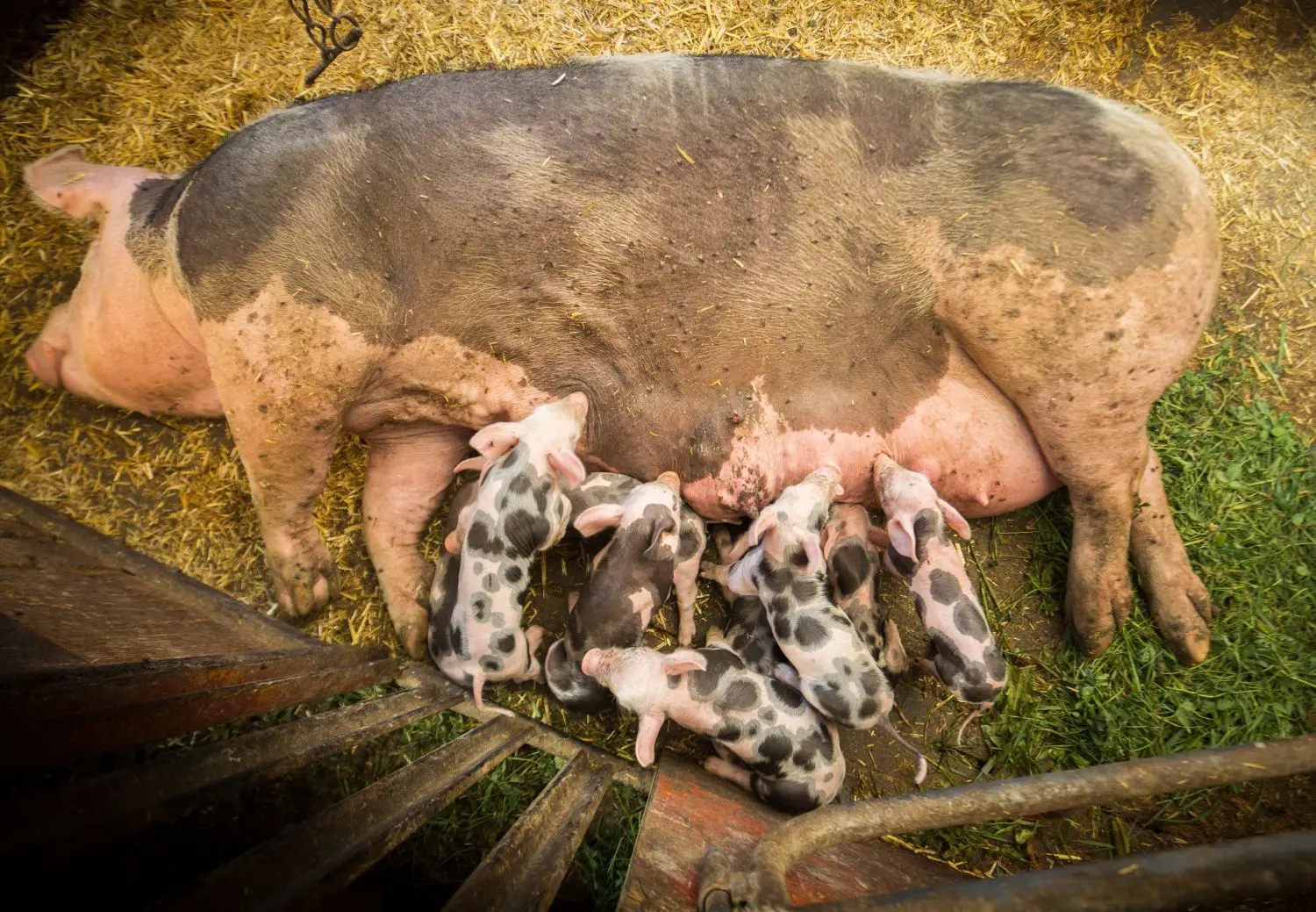 Neun Ferkel wuseln hier um die Zitzen der Mutter auf dem Hof Rueß in Erbach. Steht die erfahren Sau auf und legt sich um, achtet sie selbst darauf, dass kein Jungtier erdrückt wird.⇥