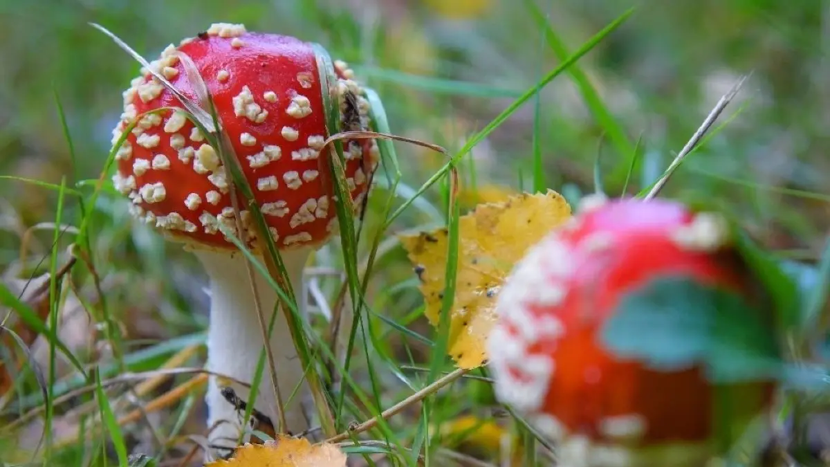 Symbolfoto
03.10.2019, Brandenburg, Alt Madlitz: Fliegenpilze (Amanita muscaria) wachsen auf einer Wiese im Landkreis Oder-Spree. Der auch als Roter Fliegenpilz bezeichnete giftige Pilz wächst in Mitteleuropa von Juni bis zum Beginn des Winters. Foto: Patrick Pleul/dpa-Zentralbild/ZB - Honorarfrei nur für Bezieher des Dienstes ZB-Funkregio Ost +++ ZB-FUNKREGIO OST +++