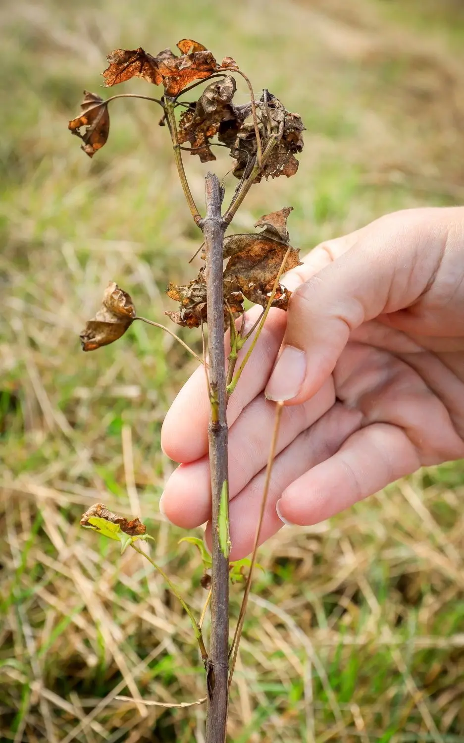 Vertrocknet, aber am Leben: Unter der abgekratzten Rinde ist das Bäumchen noch grün.