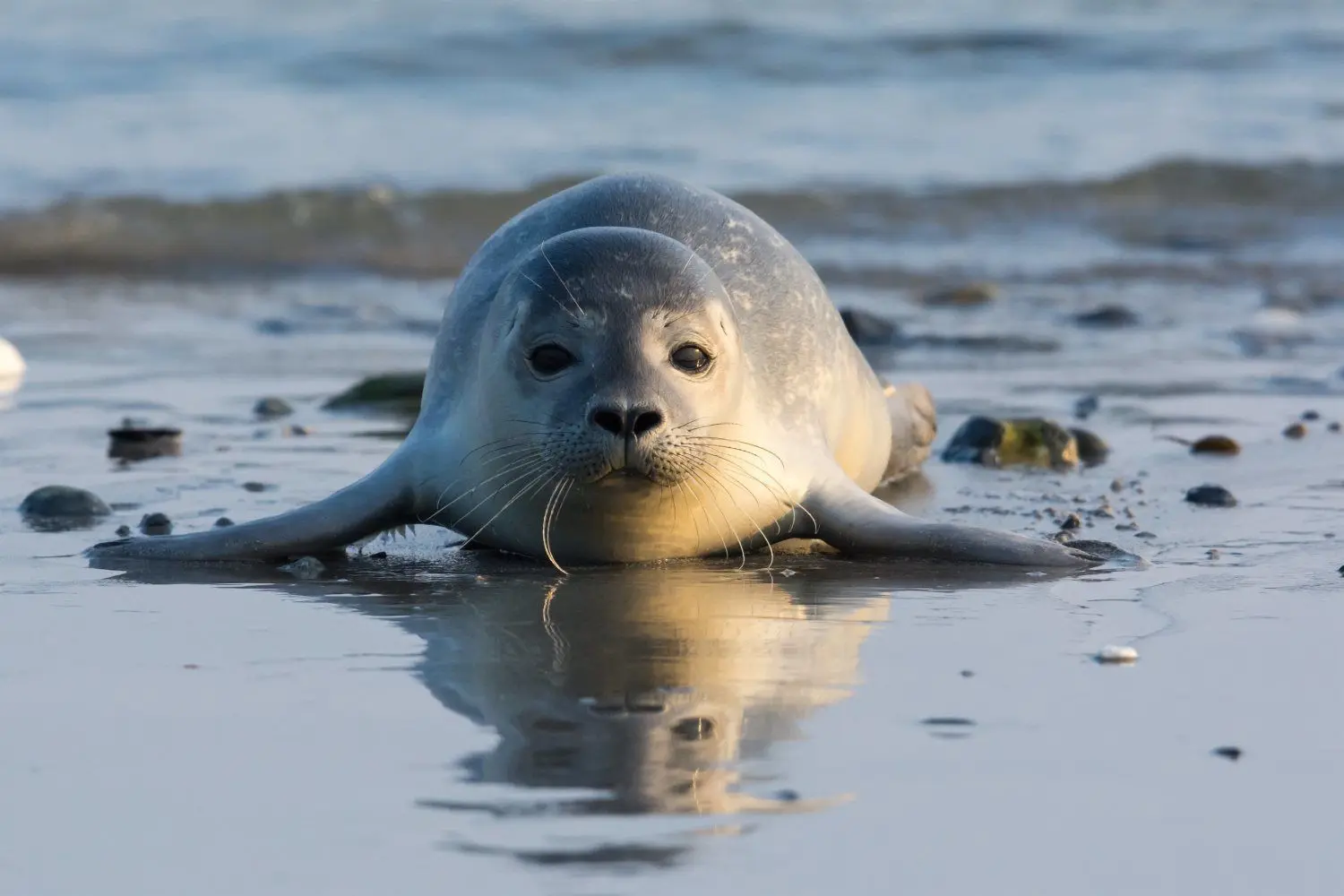 Robben nutzen den Strand zum Sonnen.⇥