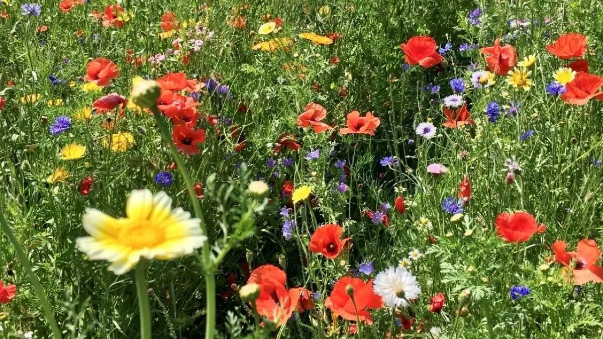 In schönsten Farben: Die Blühwiese am Dorfrand von Jacobsdorf im Frühsommer 2023.
In schönsten Farben: Die Blühwiese am Dorfrand von Jacobsdorf in diesem Frühsommer 2023.