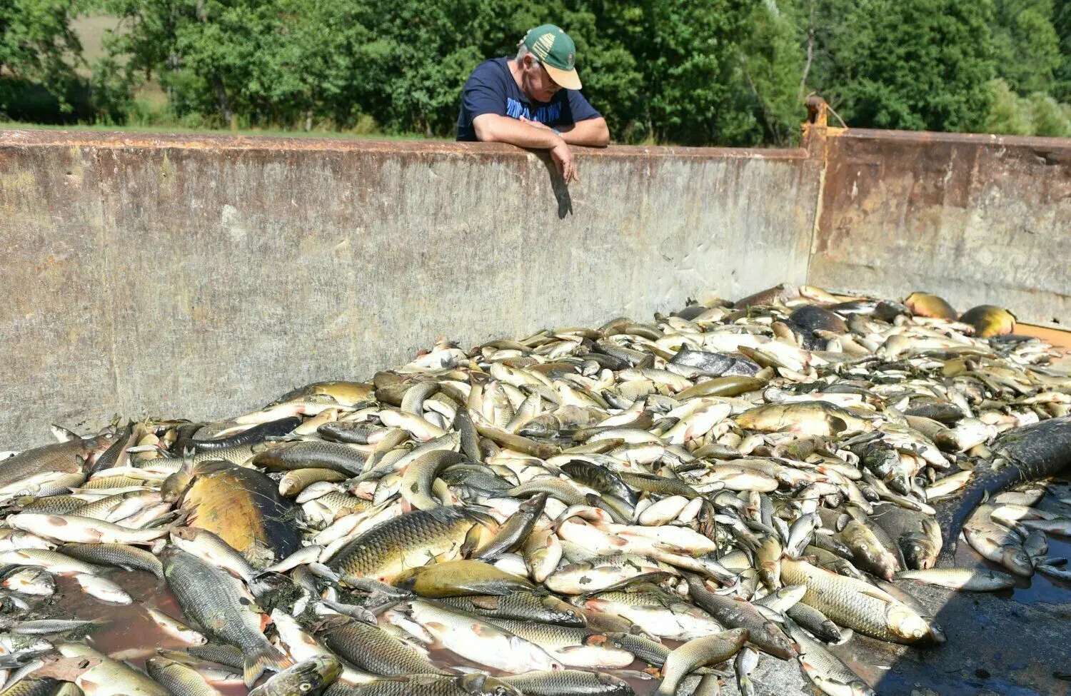 Ein Bild, das in Hohenlohe nicht so schnell vergessen wird: Tote Fische in einem Container bei Elpershofen im Jahr 2015.⇥