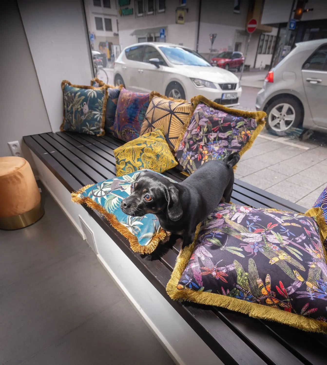 Büro-Hund Ellie schaut auch gerne zum Fenster raus und freut sich über die vielen Hunde, die vorbeilaufen