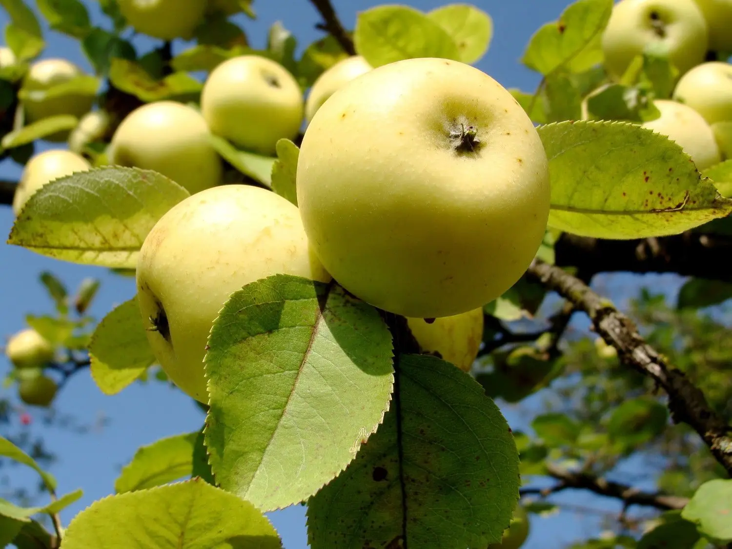 Die Apfelbäume der städtischen Obstbauanlage im Neugreuth werden rein biologisch bewirtschaftet.