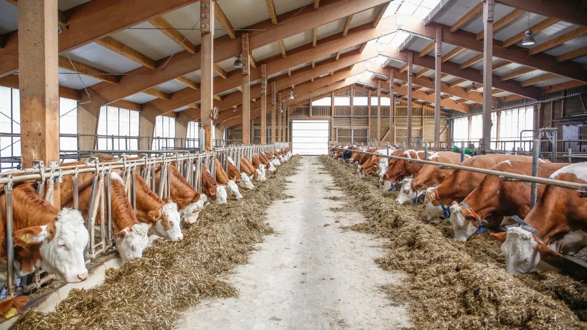 Rund 14 Kilogramm CO werden bei einer Erzeugung von einem Kilogramm Rindfleisch ausgestoßen.
Kühe in einem Stall auf einem Bauernhof auf der Schwäbischen Alb