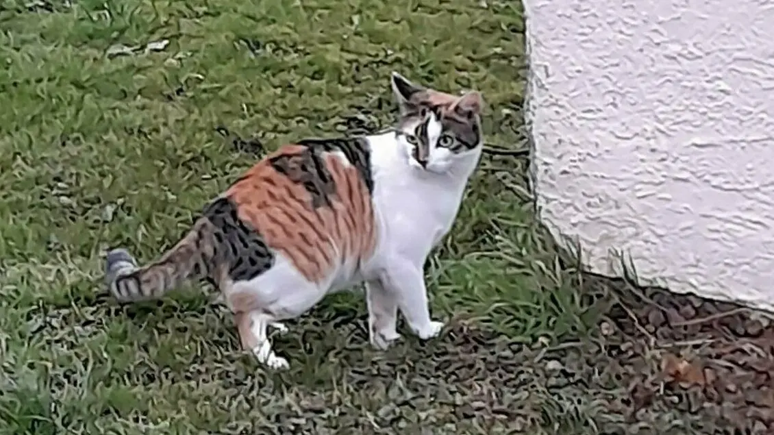 Katze Lilli wird vermisst.
