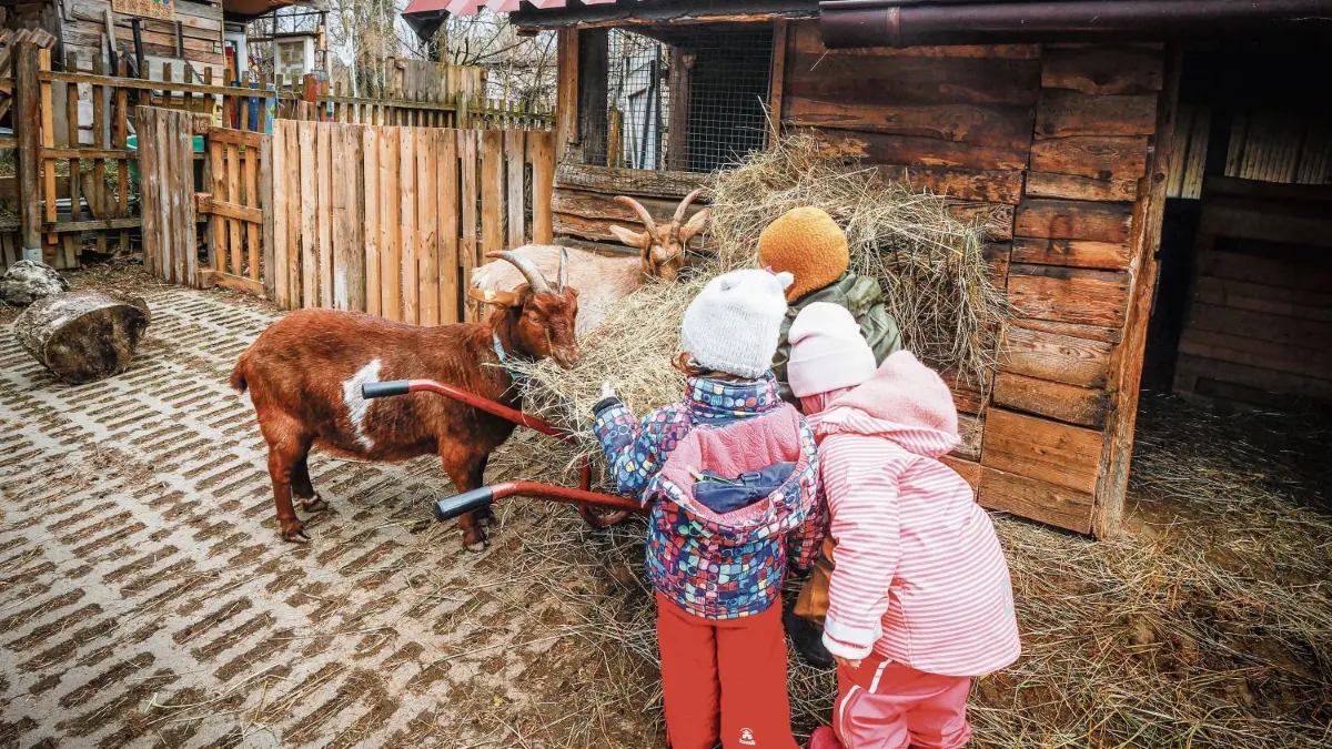 Kinder bringen den Ziegen ihr Futter.
Jugendfarm: Kooperation mit der neuen Naturkita des Kinderladens