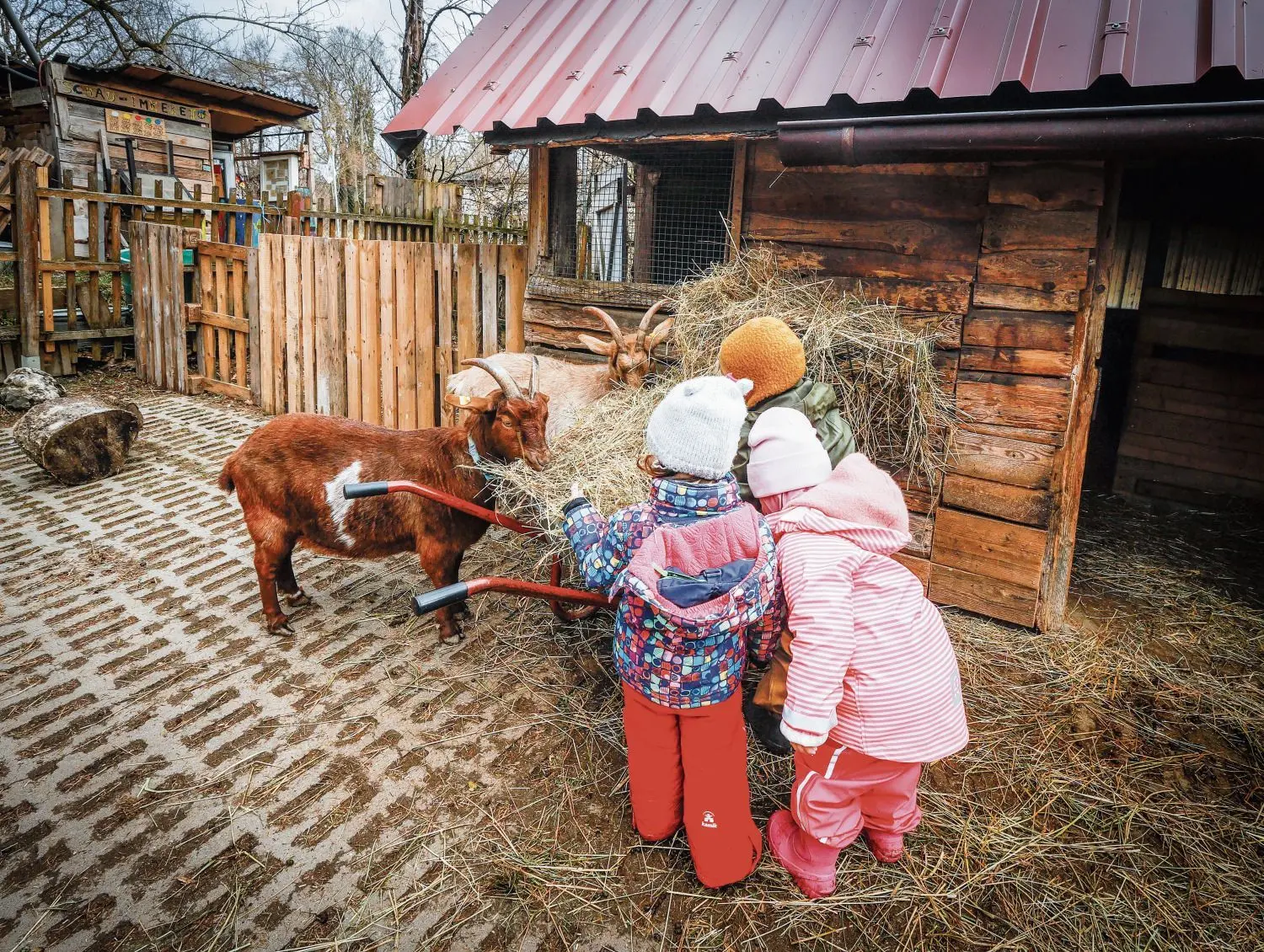 Kinder bringen den Ziegen ihr Futter.