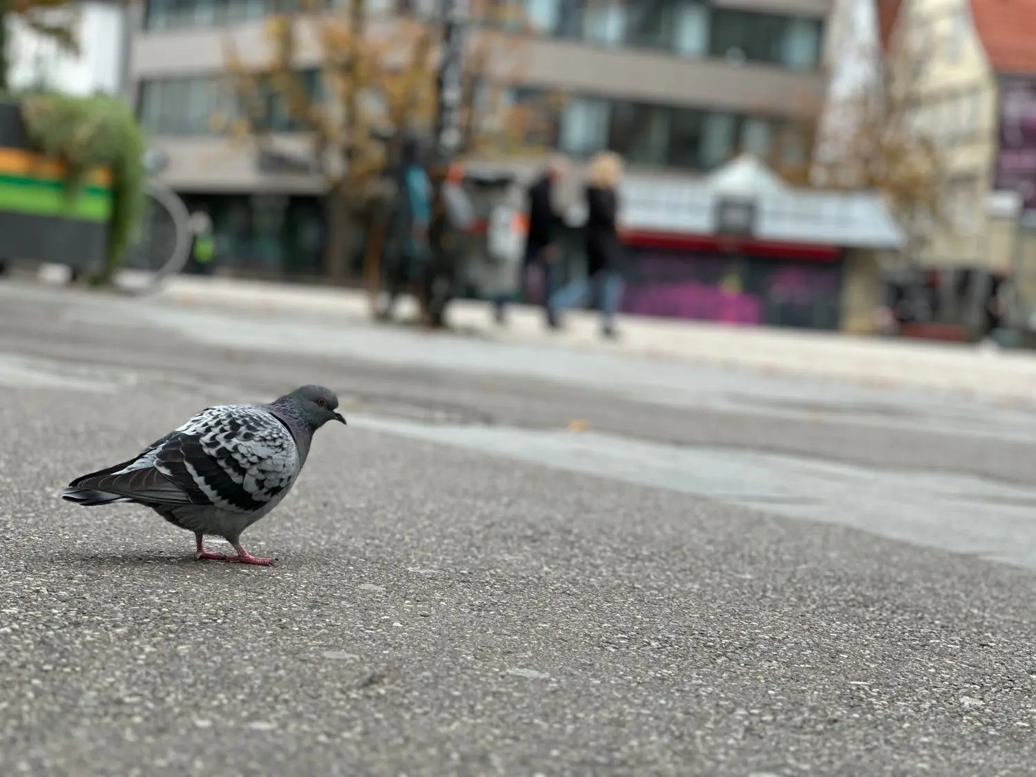 Ohne Taubenschlag nach Augsburger Modell vermehren sich Tauben rasant.
