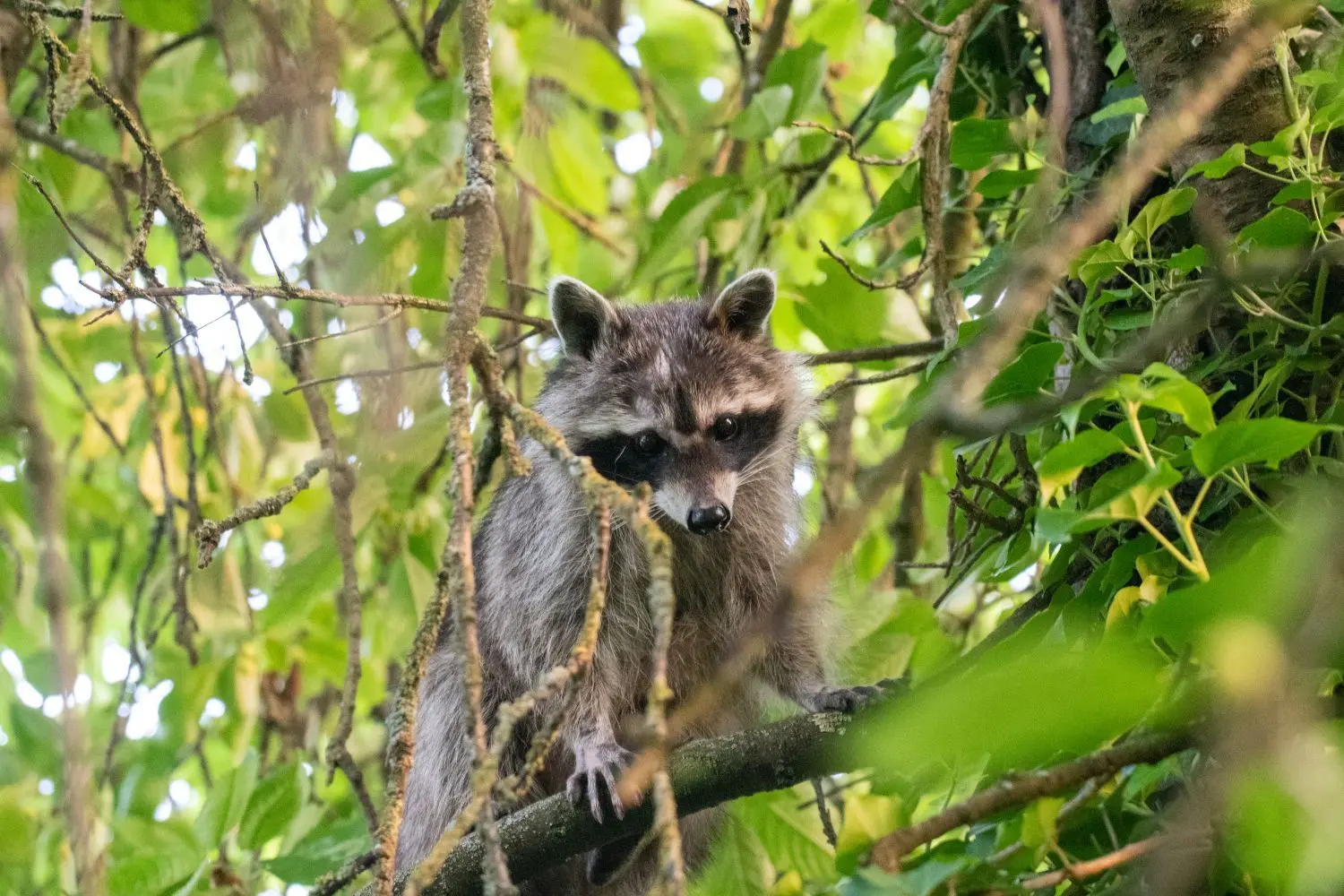 Ein Waschbär hat es sich auf einem Baum in einem Garten gemütlich gemacht.⇥