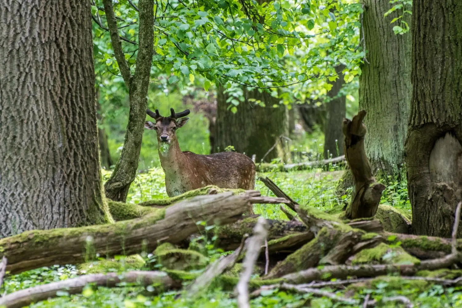 Wild im Eichertwald. Foto: Giacinto Carlucci